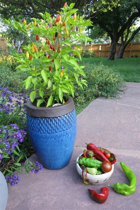 Growing Peppers in Containers – Sandia Seed Company