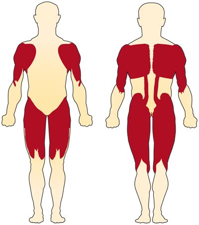 anatomy - Why rectus abdominis is not proximal muscle? - Biology Stack ...