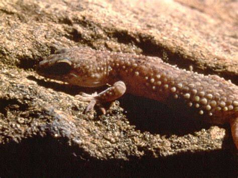 Salamanquesa rosada imágenes Animalandia