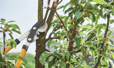 A Import Ncia Da Poda De Rvores Frut Feras Casa Jardim E Piscina