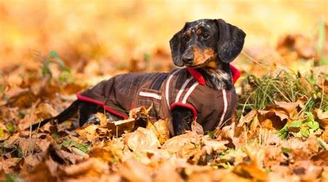 Miniature Dachshund Your Complete Guide Welcome To The Sausage Dog World