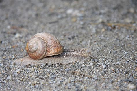 Snail Shell Slow To Free Photo On Pixabay Pixabay