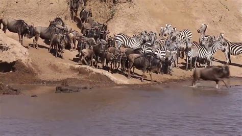 Masai Mara Safari River Crossing The Great Migration Kenya Youtube