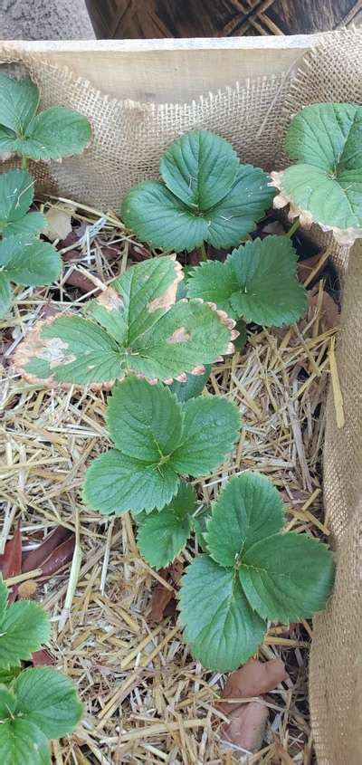 Why Are My Strawberry Leaves One By One Dying Am I Overwatering Or Not