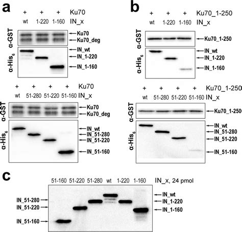 GST Pull Down Assay Analysis Of The Binding Of IN Wt And A Series Of
