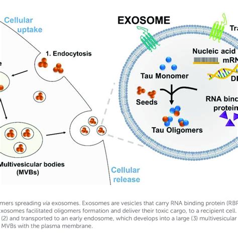 The Development Of Tau Neurofibrillary Tangles NFTs Tau Proteins