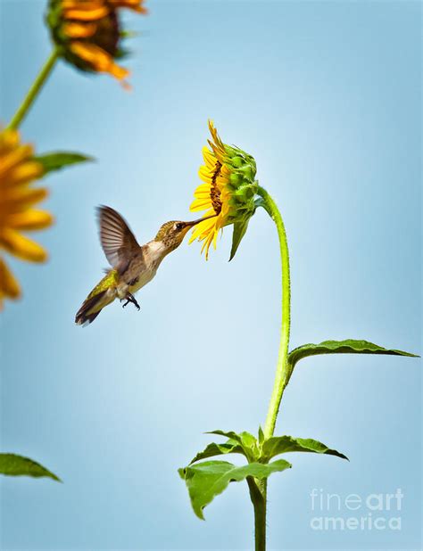 Hummingbird At Sunflower Photograph by Robert Frederick - Fine Art America