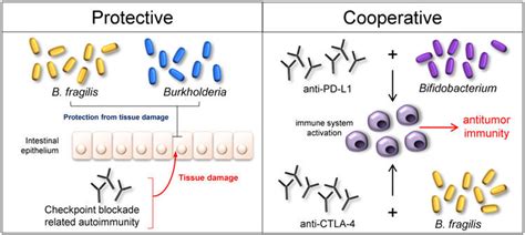 The Effects Of Commensal Microbiota On Cancer Immunotherapy Download Scientific Diagram