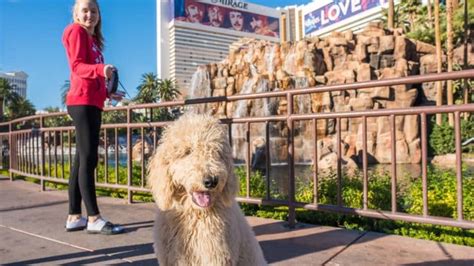 Top 10 Pet-Friendly Las Vegas Hotels