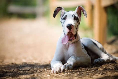 10 Strongest Dog Breeds for Getting Work Done