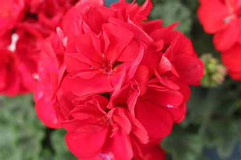 Geranium Care Your Guide To Growing Geranium Flowers Hgtv