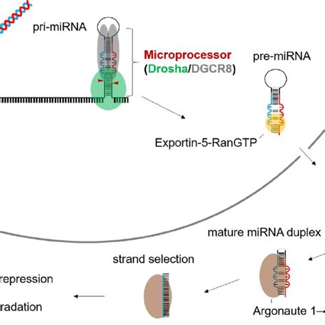 Biogenesis Of Canonical MiRNAs Pri MiRNAs Are Transcribed By The RNA