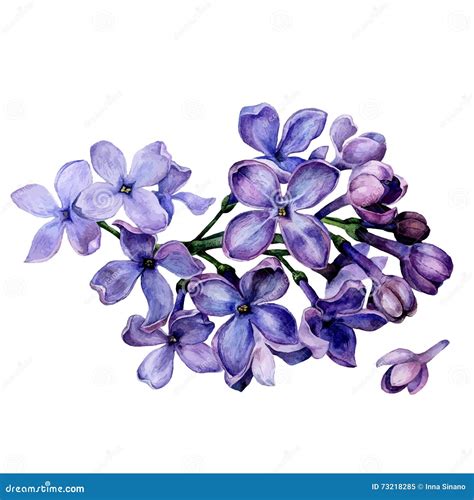 Watercolor Lilac Flowers Stock Vector Illustration Of Garden