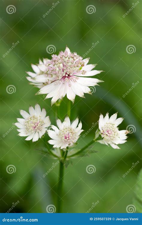 Macro Photography Of A Wild Flower Astrantia Major Stock Image