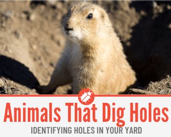 13 Animals That Dig Holes in Yard – Identifying Holes in Yard - Pests Hero