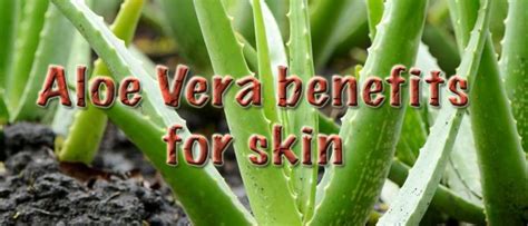 8 Aloe vera benefits for skin care you should know