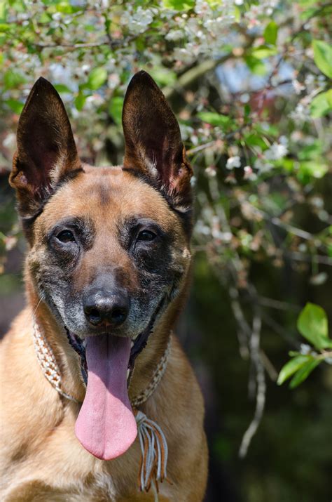 Free Images : puppy, spring, vertebrate, dog breed, sch fer dog, belgian shepherd malinois