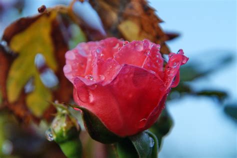 Wet Rose Steen Jeppesen Flickr