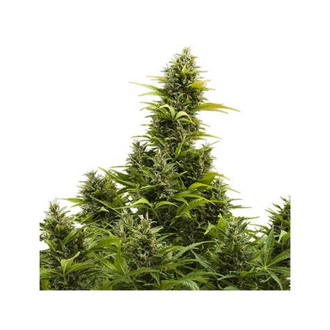 Buddha Seeds Medikit Cbd Auto Feminizada