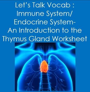 Thymus Gland Diagram