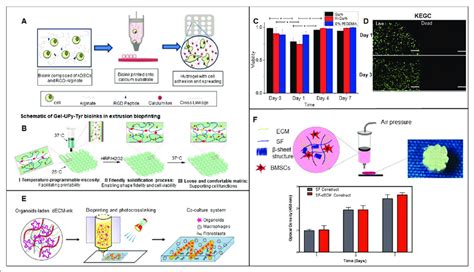 Bioinks For Stem Cell And Organoid Bioprinting A Oxidized Alginate