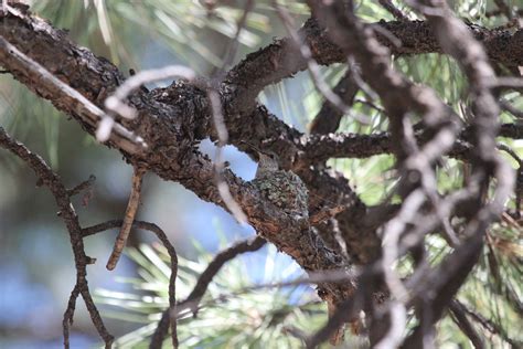 Home Broad Tailed Hummingbird Selasphorus Platycercus 25 J Flickr