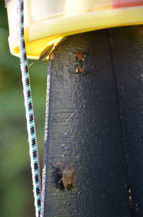 Brown Marmorated Stink Bug July 30th Trap Site Data Update The