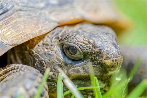 Gopher Tortoise by Farm-Boss on DeviantArt