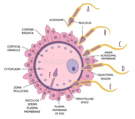 Egg Cell Labeled Diagram