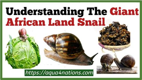 Understanding The Giant African Land Snail - Aqua4Nations