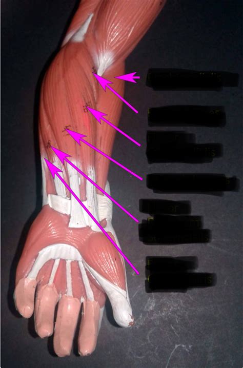 A P Lab Muscle Man Anterior Forearm Diagram Diagram Quizlet