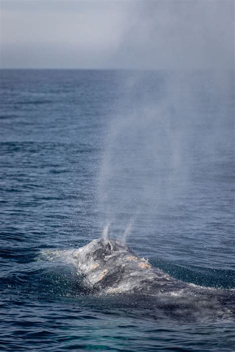 January 3 - Five Species on both trips! Three odontocetes, two ...