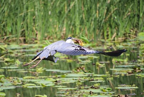 Grey Heron Bird Lake Water Free Photo On Pixabay Pixabay