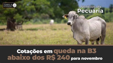 Boi tem cotações em queda na B3 abaixo dos R 240 para novembro e