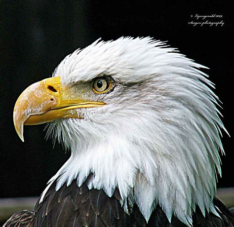 Majestic Shots Of The Bald Eagle Hobby Shobbys Bald Eagle Eagle