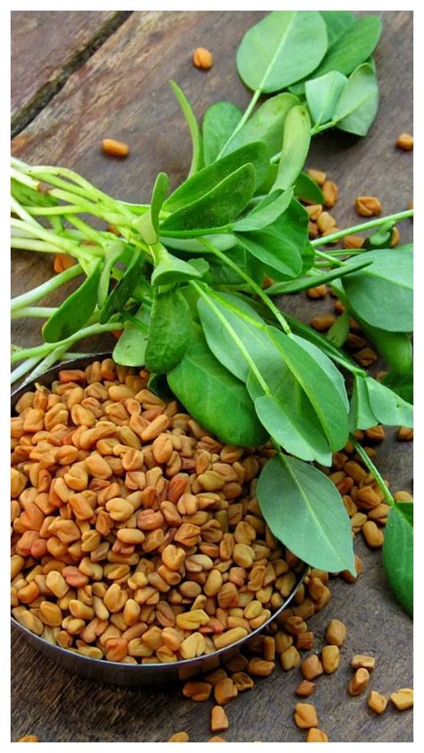 11 Lesser Known Benefits Of Fenugreek Methi Water Fenugreek Benefits Ayurvedic Herbs Fenugreek