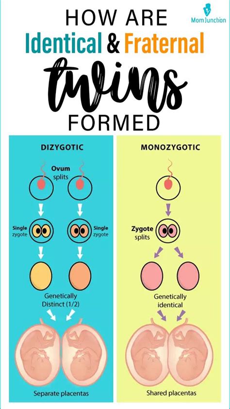 How are identical and fraternal twins formed | Healthy pregnancy tips ...