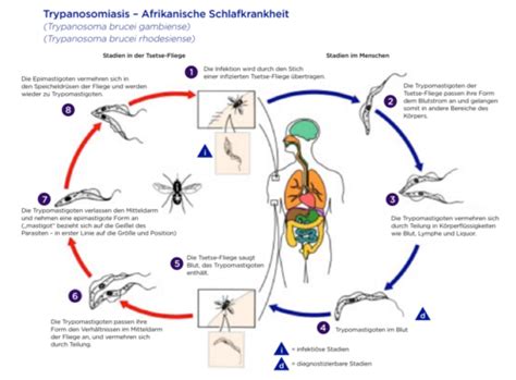 Protozoen I Flashcards Quizlet