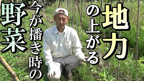 【自然農】今が播き時 地力のあがる「野菜」とは？2021年6月17日【natural Farming】 Youtube