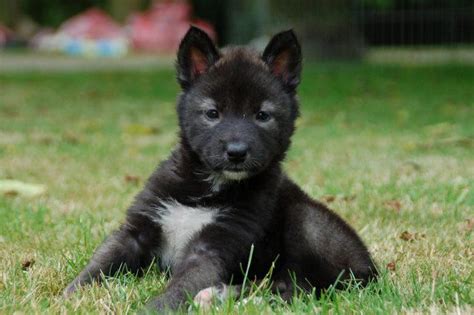 Tamaskan Puppy Gallery Tamaskan Puppies Tamaskan Dog Puppies