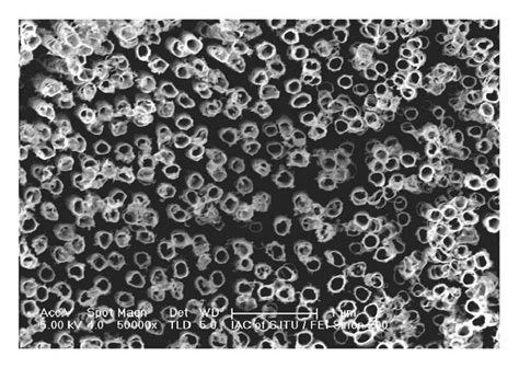 Top And Cross Section Views Of Ti Nb Zr O Nanotubes Grown On Ti Nb Zr