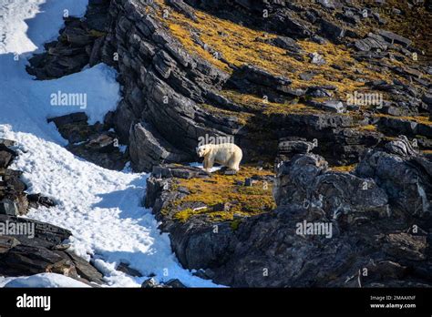 Eisbär Ursus Maritimus Seen From The Zodiac Polar Bear On Kong Karl