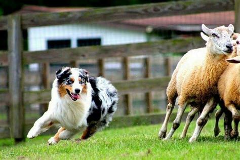 Australian Shepherd Smart Working Dog Australian Shepherd Aussie