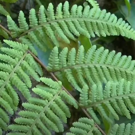 Plant FAQs Thelypteris Kunthii Southern Shield Fern