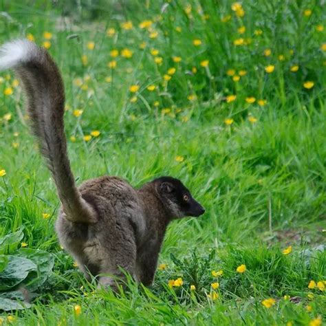 Common Brown Lemur - Facts, Diet, Habitat & Pictures on Animalia.bio