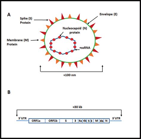 Mers Cov Genome And Schematic Structure Of Viral Proteins A