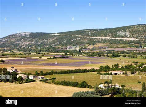 France, Vaucluse, Sault, lavender fields Stock Photo - Alamy