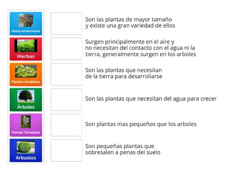 Clsificacion De Las Plantas Segun Su Tama O Y Entorno Match Up