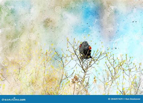 Digitally Created Watercolor Painting Of A Red Winged Blackbird