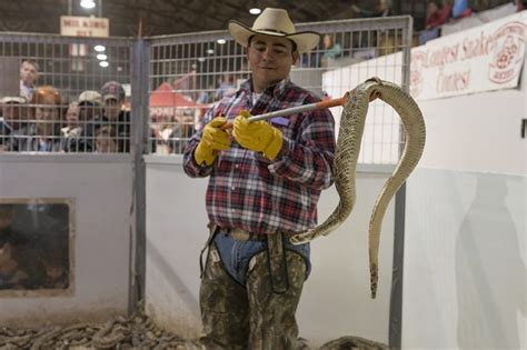 Sweetwater Rattlesnake Roundup Slithers Into Its 60th Year | Texas Standard